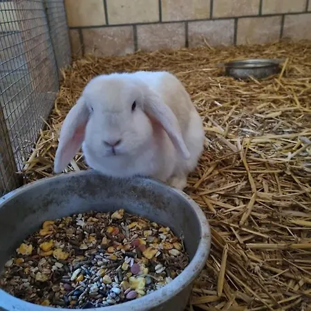 Vakantiehoeve 't Goed Ter Leeuwen * De Haan