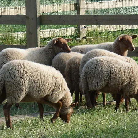 Holiday home Vakantiehoeve 't Goed Ter Leeuwen De Haan