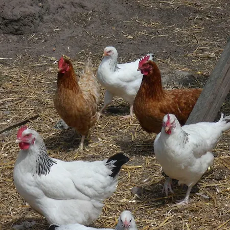 בית נופש Vakantiehoeve 't Goed Ter Leeuwen