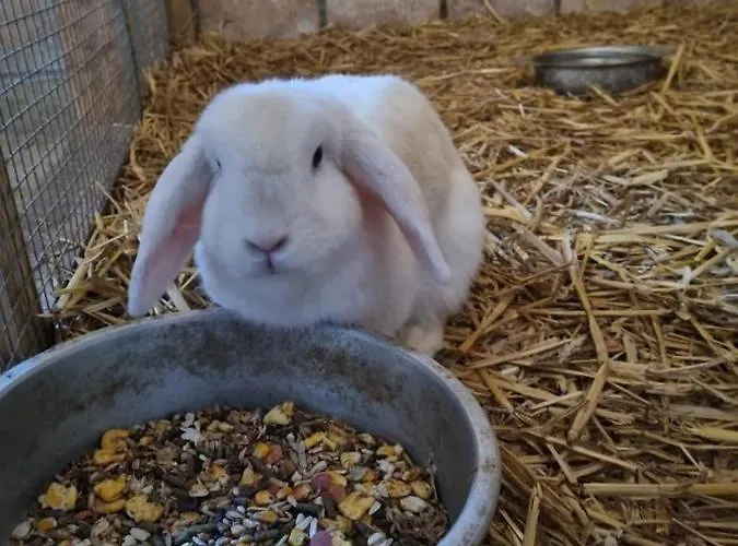 Vakantiehoeve 't Goed Ter Leeuwen * De Haan