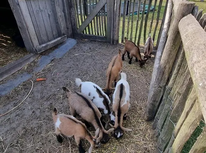 Holiday home Vakantiehoeve 't Goed Ter Leeuwen