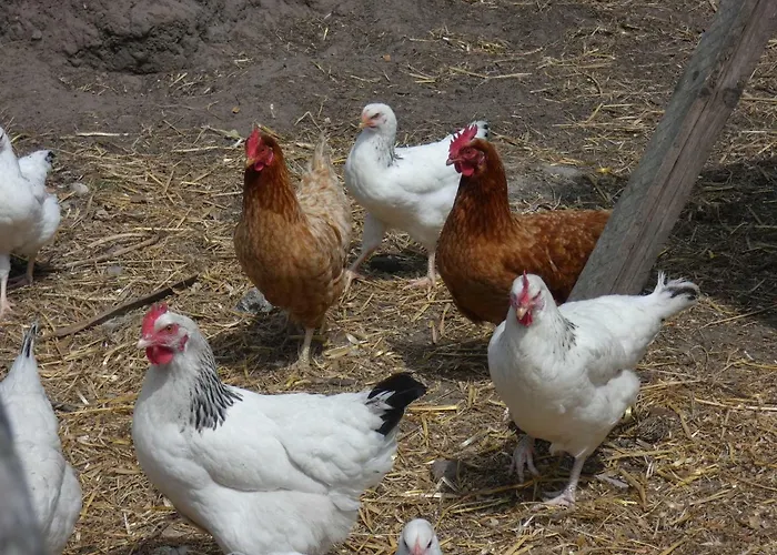 Holiday home Vakantiehoeve 't Goed Ter Leeuwen